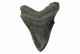 Bargain, Fossil Megalodon Tooth - South Carolina #341377-1